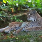 Luchs 2