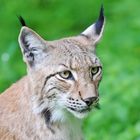 Luchs 2