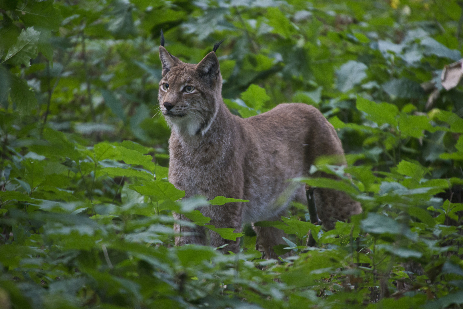 Luchs 2