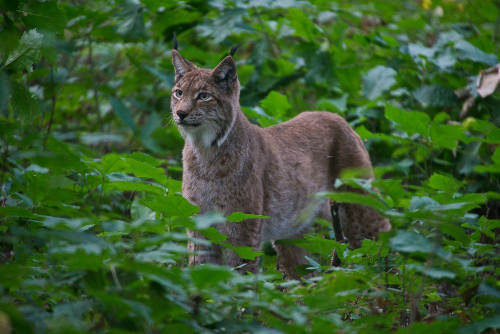 Luchs 2