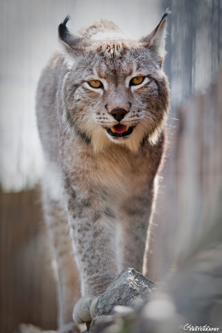 Luchs 2