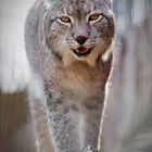 Luchs 2