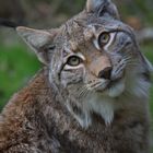 Luchs 2