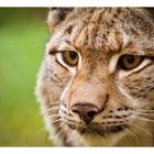 Luchs 2 Close-up