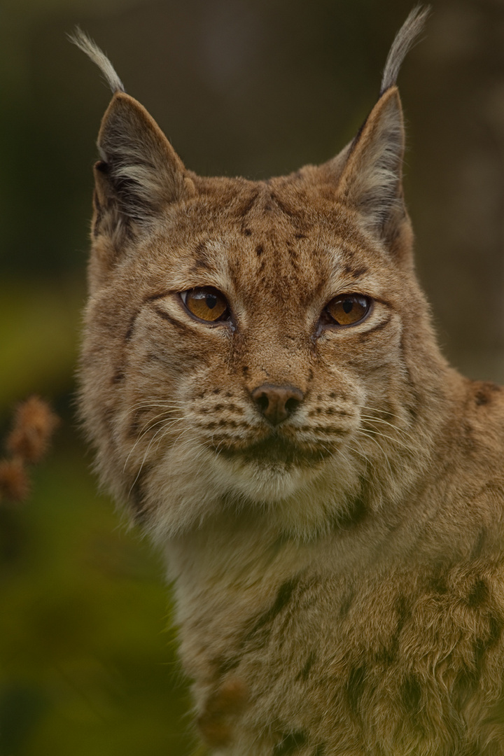 Luchs 2