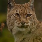 Luchs 2