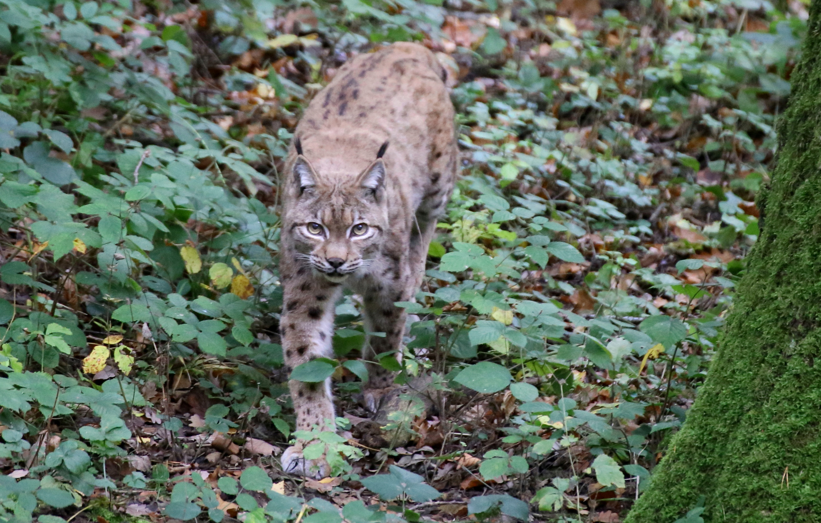 Luchs 2