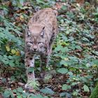 Luchs 2