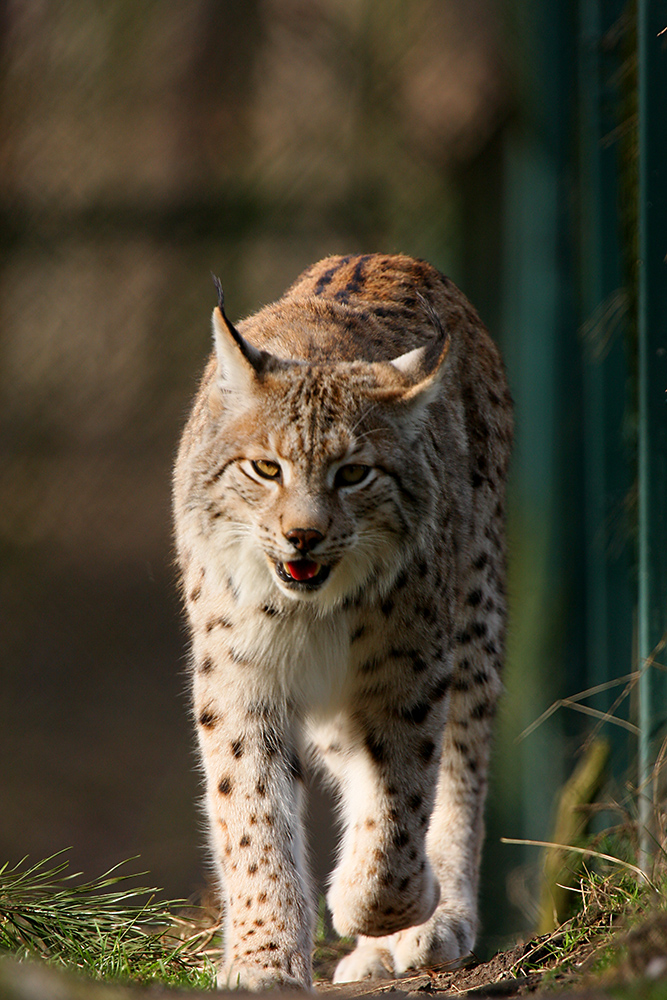 Luchs 2 im Naturwildpark Granat