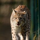 Luchs 2 im Naturwildpark Granat