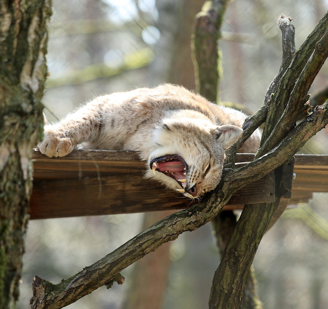 Luchs -2- müde