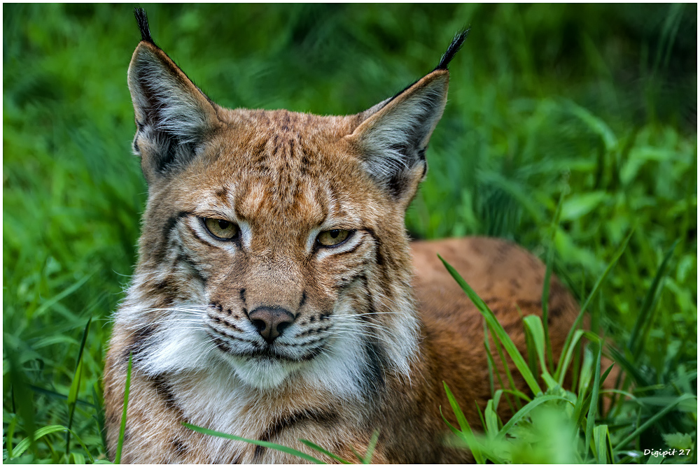 Luchs 2015-01