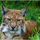 Luchs 2015-01