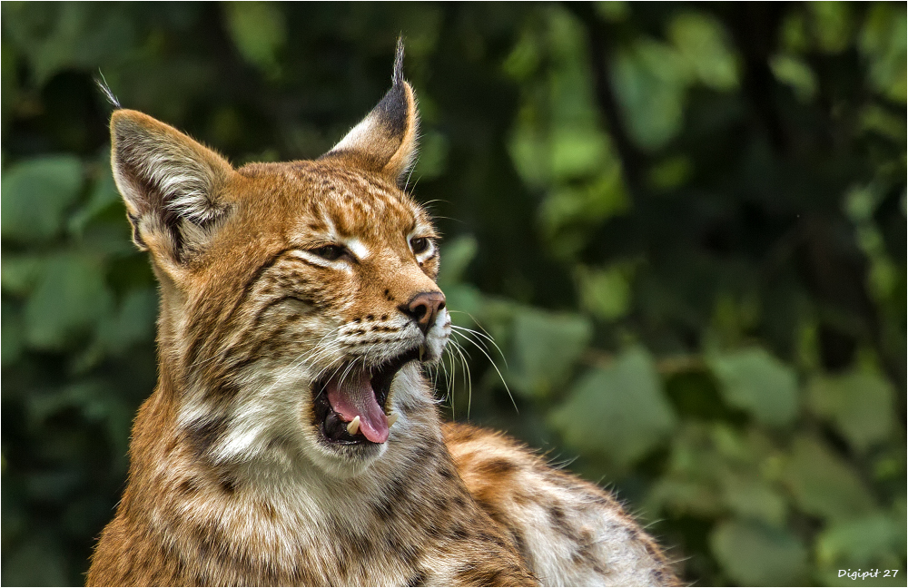 Luchs 2015-02