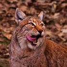 Luchs 2017 #1