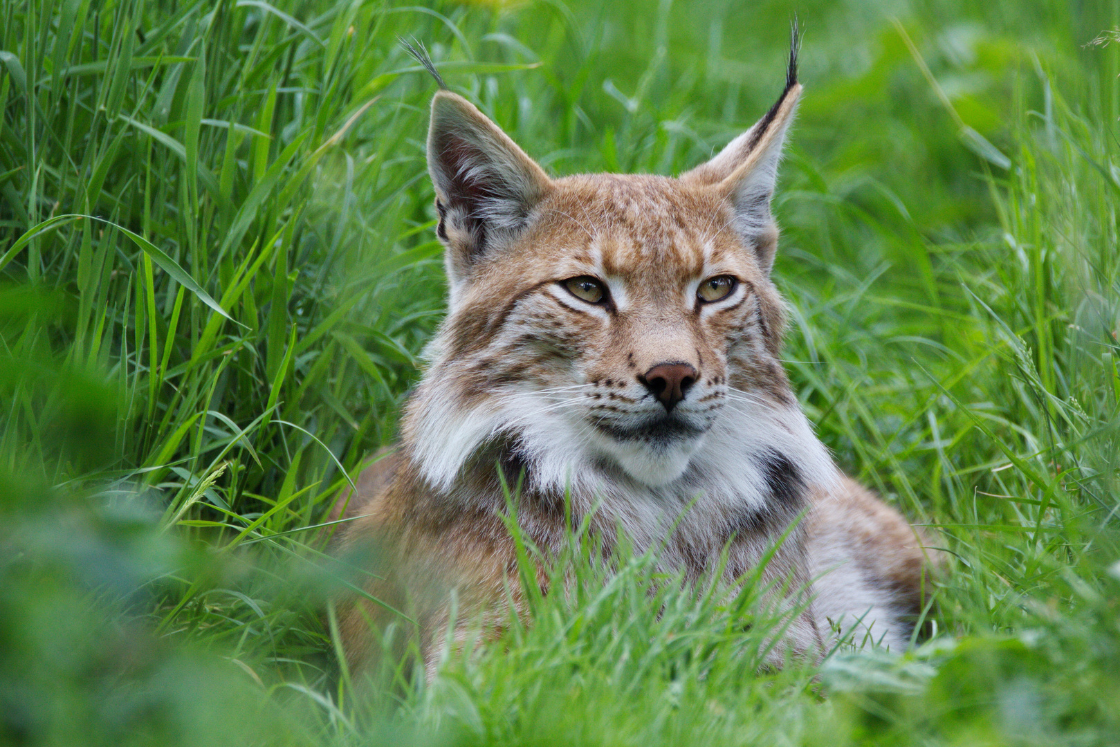 Luchs