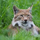 Luchs