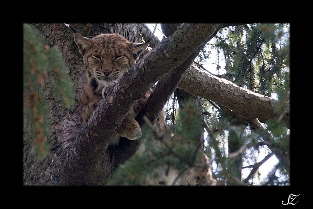 Luchs