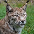 Luchs