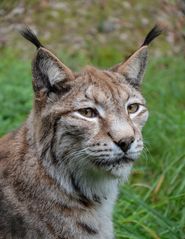 Luchs