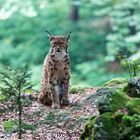 Luchs