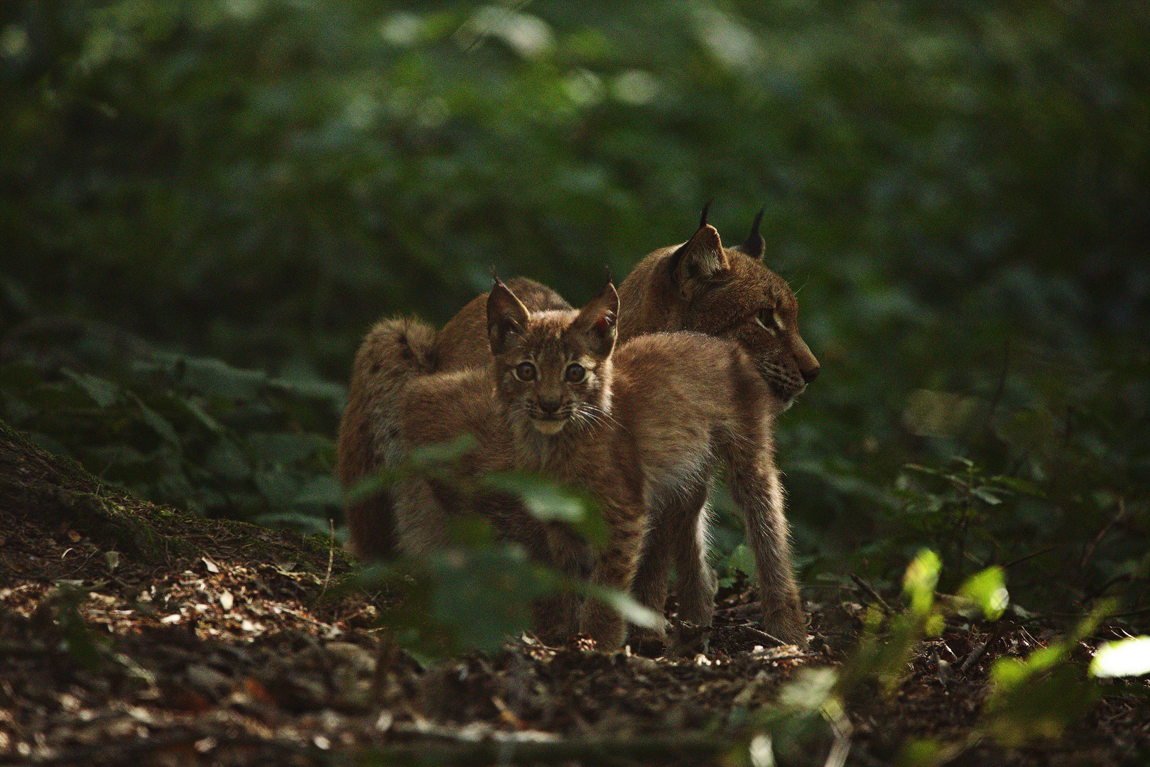 Luchs