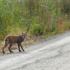 Luchs