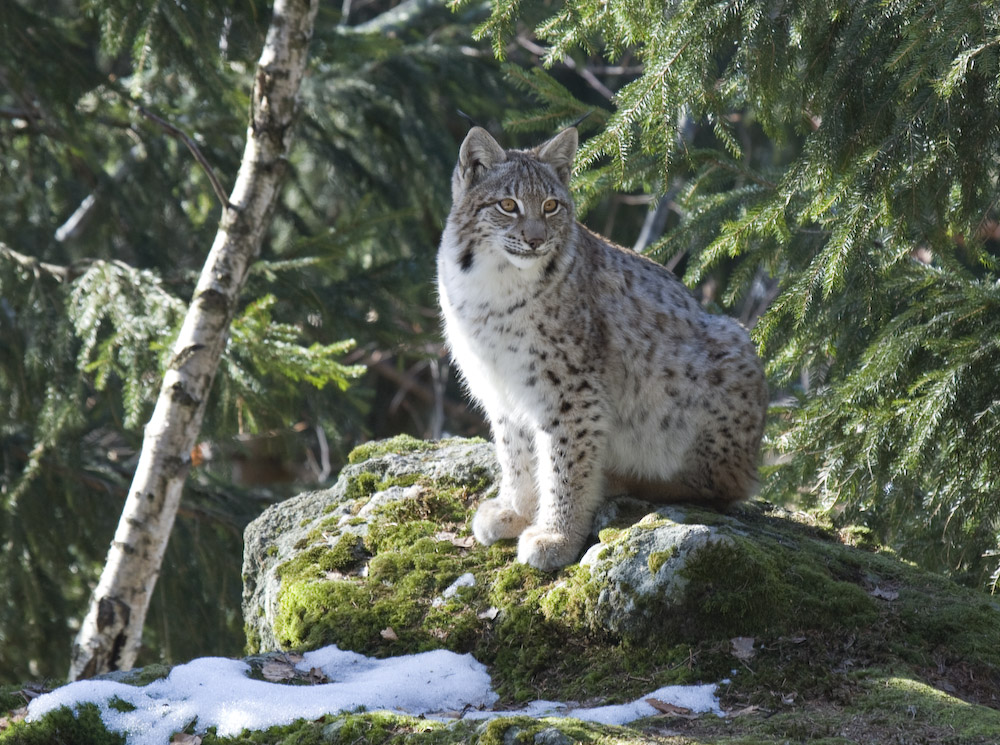 Luchs