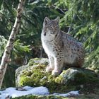 Luchs