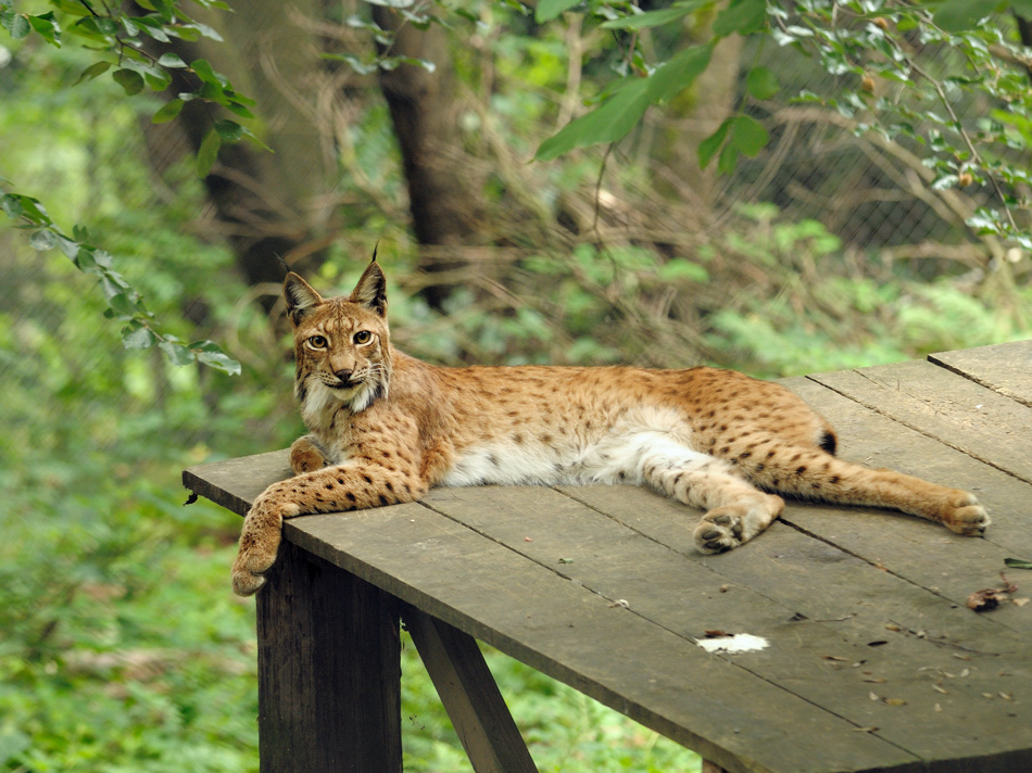 Luchs