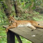 Luchs