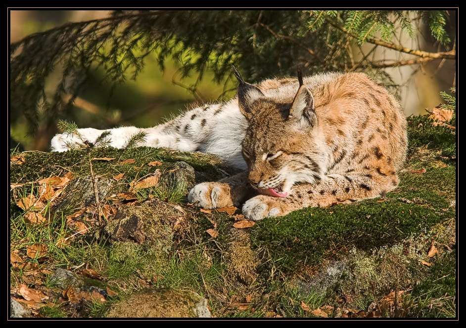 Luchs