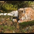 Luchs