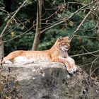 Luchs