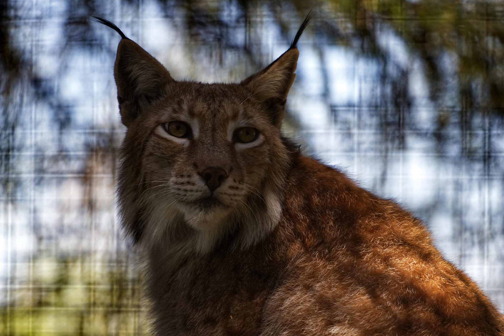 Luchs 