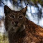 Luchs 