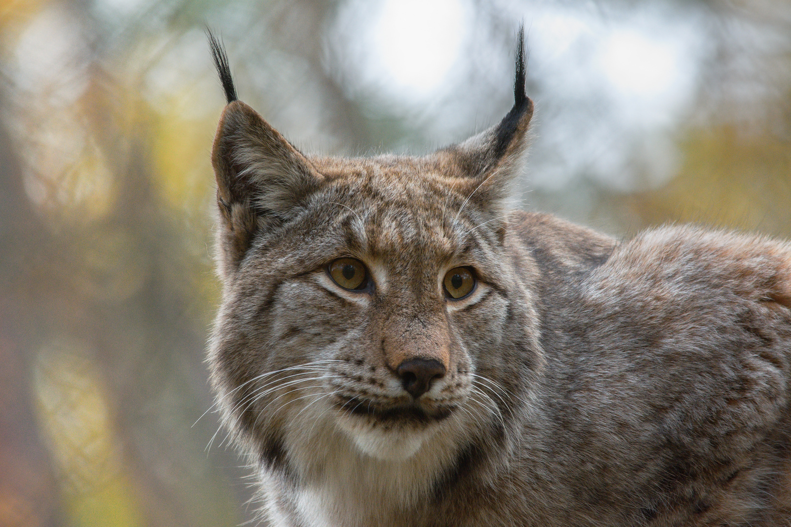 Luchs