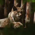 Luchs