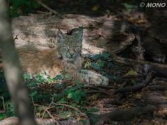 Luchs