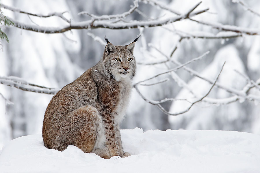 Luchs