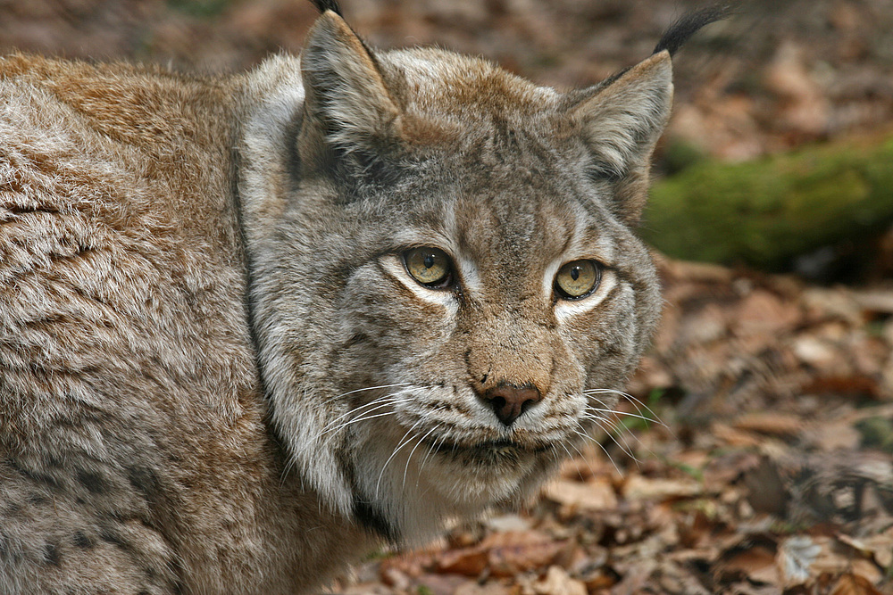 Luchs