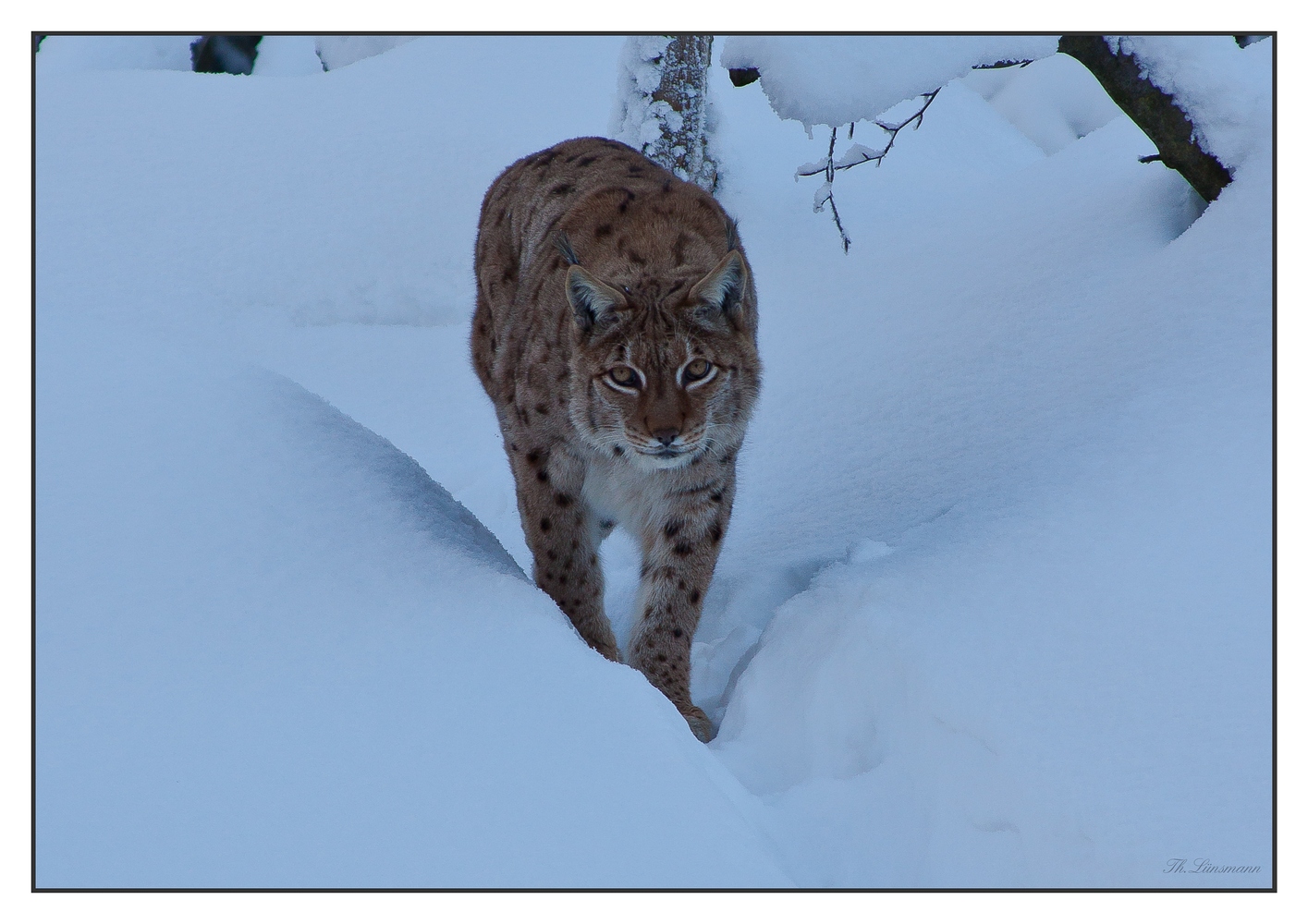 Luchs