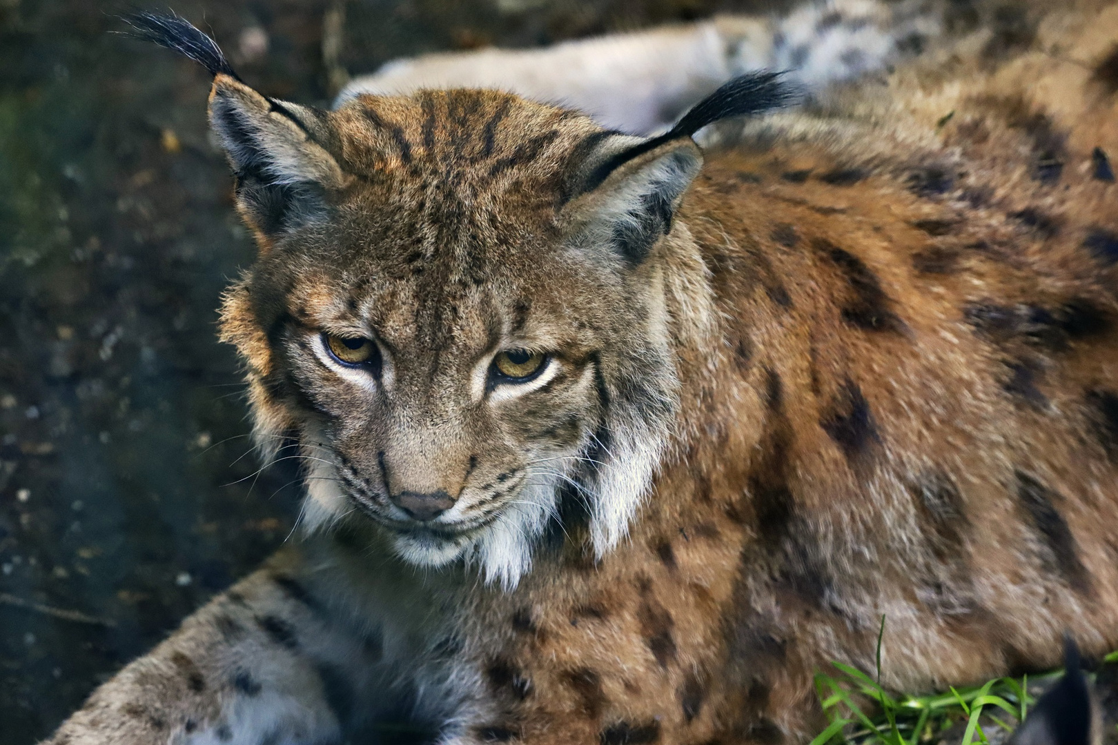 Luchs