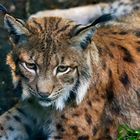 Luchs