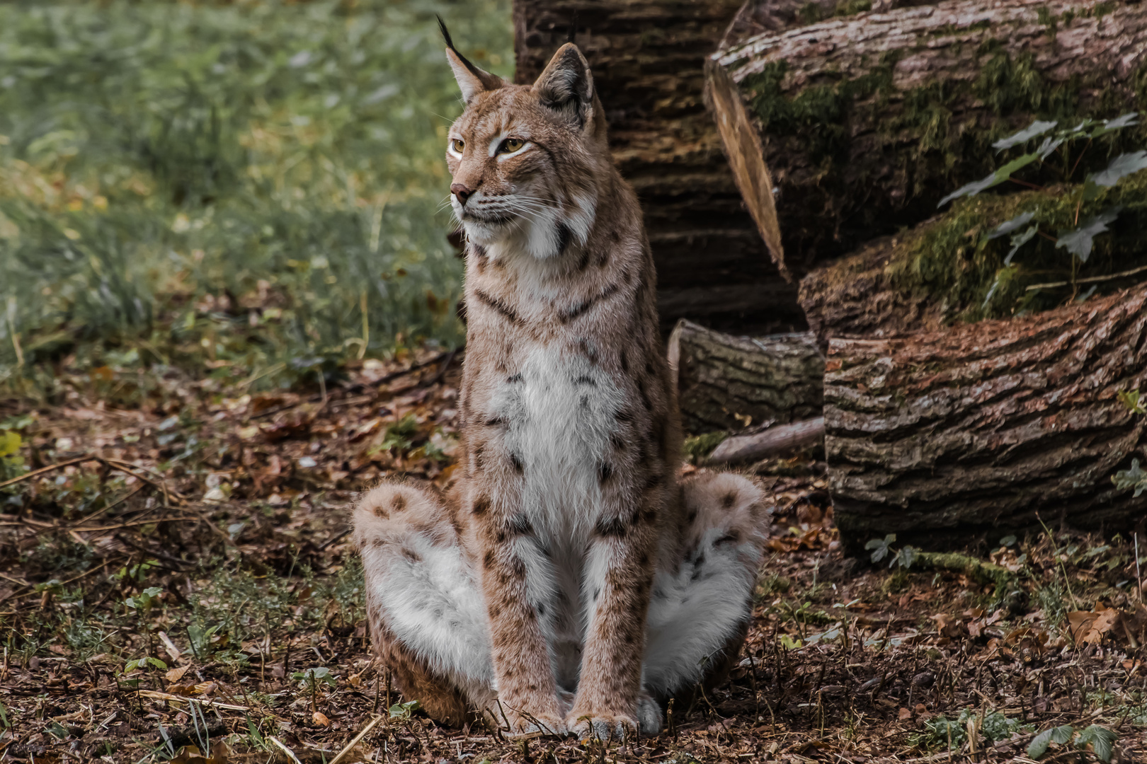 Luchs