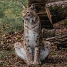 Luchs