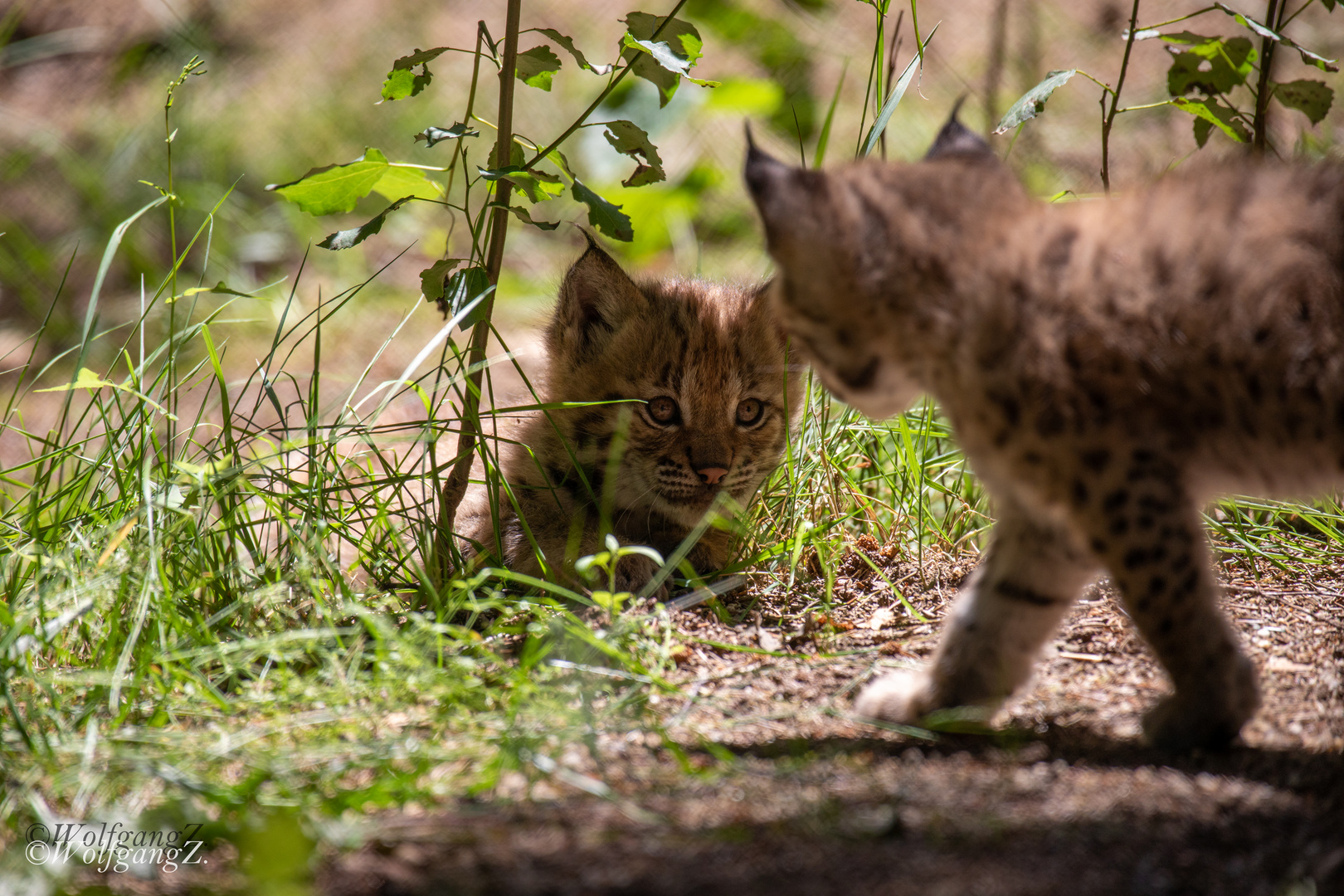 Luchs