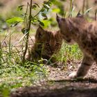 Luchs