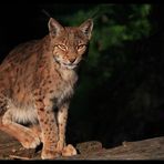 Luchs