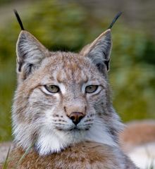 Luchs